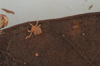 Media type: image;   Invertebrate Zoology 127853